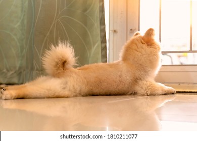 Lonely Pomeranian Dog Is Waiting For Someone To Open The Door. Cute Puppy Dog Sitting At The Front Door Looking Outside Waiting Someone Coming Back Home.	
