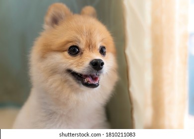 Lonely Pomeranian Dog Is Waiting For Someone To Open The Door. Cute Puppy Dog Sitting At The Front Door Looking Outside Waiting Someone Coming Back Home.	
