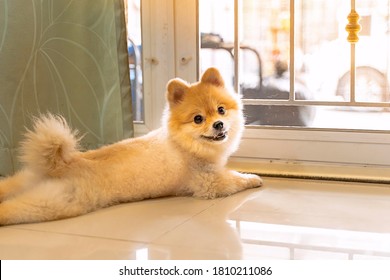 Lonely Pomeranian Dog Is Waiting For Someone To Open The Door. Cute Puppy Dog Sitting At The Front Door Looking Outside Waiting Someone Coming Back Home.	
