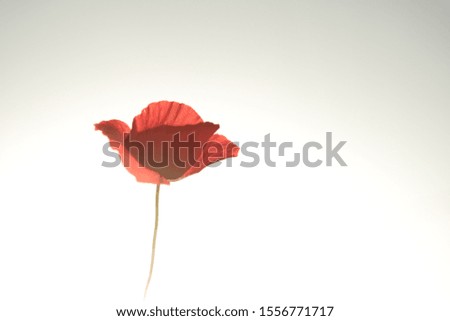 Similar – poppy day Colour photo