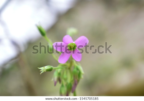 A lonely purple flower in the garden.