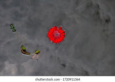 A Lonely Red Flower Floating Along Pt. 2