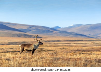 Lonely Reindeer In The Tundra. Beautiful Vast Valley Among The Hills Far From Civilization. Arctic Nature. Chukotka, Siberia, Far East Of Russia. Extreme North. Place For Text.