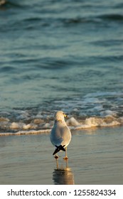 A Lonely Ring-billed Gull Standing On A South Texas Beach.