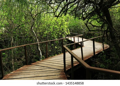 Lonely Road (wooden Bridge) Over The Vegetation In The Center Ed Environmental Interpretation In The Island Of San Cristóbal, Galápagos, Ecuador.