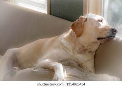 A Lonely & Sad Yellow Lab Dog Is At Home Alone