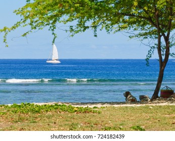 Lonely sail and a dog on the shore of the ocean. Reunion Island