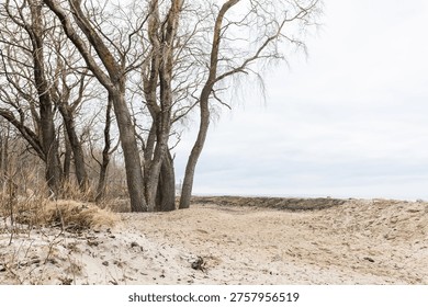 Lonely sandy path with bare trees near sea under cloudy sky