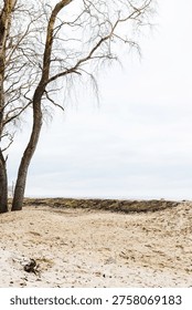 Lonely sandy path with bare trees near sea under cloudy sky