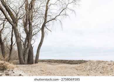 Lonely sandy path with bare trees near sea under cloudy sky