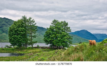 Lonely Scotish Cow