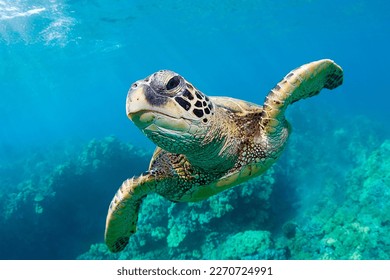lonely sea turtle swims in the water - Shutterstock ID 2270724991