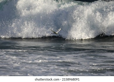 A Lonely Seabird Flying Over Sea Waves 