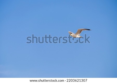 A lonely seagull flies over the blue sky. Seagull hunting fish over the sea. bird flight