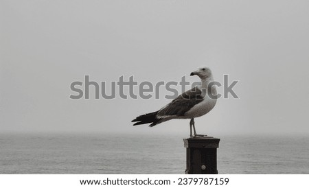 Lone seagull in the fog against a shadowy harbor backdrop