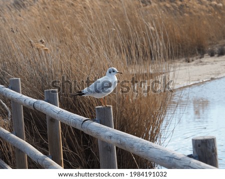 Similar – Image, Stock Photo seagull Nature Water