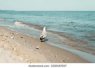 Lonely seagull standing on the seashore and looking away. - Shutterstock ID 2320187037