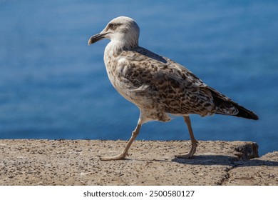 A lonely seagull walks on a concrete block. A seagull walks near the sea. Close-up photo. Detailed photo. High-quality photo. Bosphorus, Turkey, Istanbul. - Powered by Shutterstock