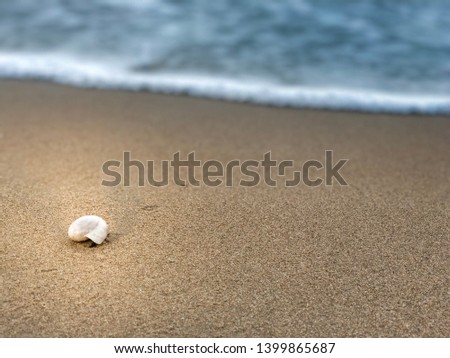 A lonely seashell on the beach in the morning light
