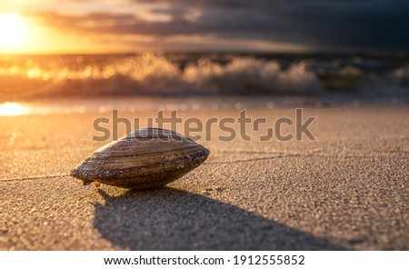 Lonely seashell at sunsetbeach with oceanwaves. 