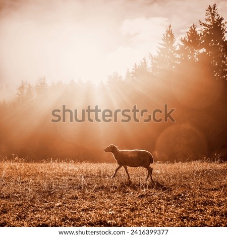A lonely sheep in the autumn morning pasture. Square format, with an orange sunrise mood. Photo inspired by the Bible story about a lonely sheep and God the shepherd.