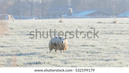 Foto Bild ein einsames Schaf steht bei schönem Wetter auf dem Deich und schaut zur Seite