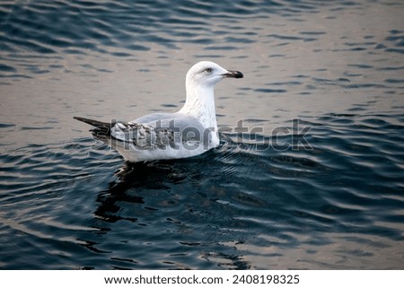 A lonely silver seagull. Silver seagull (Larus michahellis) swims in the sea. Bird, animal idea concept. Wildlife. Horizontal photo. No people, nobody.