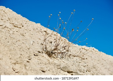 Lonely Slender Plant Grows From Chalk Mountain And Bright Blue Sky