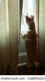 Lonely Small Dog With Separation Anxiety Looking Out Window With Sunlight On Face