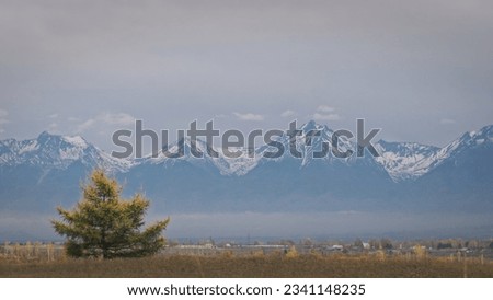 Lonely small pine tree in dry meadow in Mongolian steppe. Scenic view, snow peak mountains. Tops mountains snow capped. Amazing autumn landscape. No people, copy space. One alone tree on autumn field