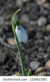 Lonely Snowdrop On A Barren Garden Patch