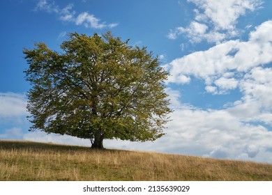 Lonely solitary tree on the hill with blue sky and white clouds on the background