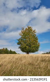 Lonely solitary tree on the hill with yellow grass with blue sky and white clouds on the background