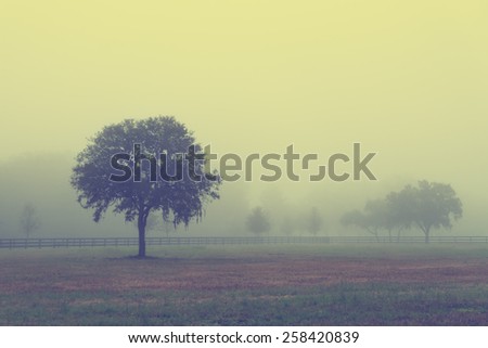 Lonely solitary tree in an open grassy field meadow pasture in the fog looking empty dismal depressing desolate bleak stark grim dramatic moody drab dim dull with retro vintage filter