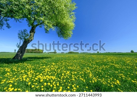 Lonely spring apple tree on the meadow