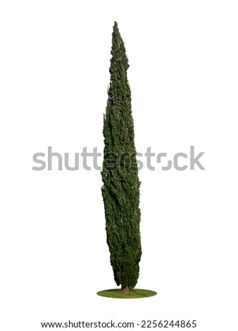 Lonely standing green pyramid Cupressus sempervirens tree isolated on white