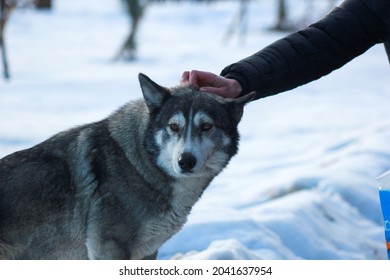 A Lonely Stray Dog Is Loved. The Beloved Dog. Emotional Black Fluffy Dog.