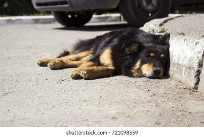 A Lonely Stray Dog Lying Near The Car On A Sunny Day. Animal Misses