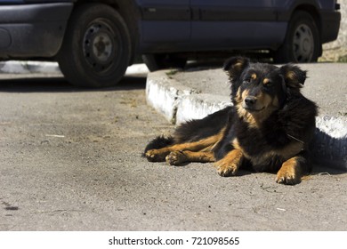 A Lonely Stray Dog Lying Near The Car On A Sunny Day. Animal Misses