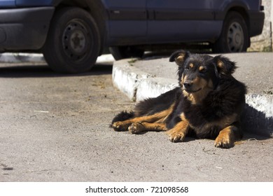 A Lonely Stray Dog Lying Near The Car On A Sunny Day. Animal Misses