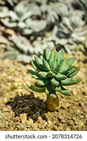 A Lonely Succulent Grow From Sandy Ground, Showing Toughness And Strong Survival Instinct.