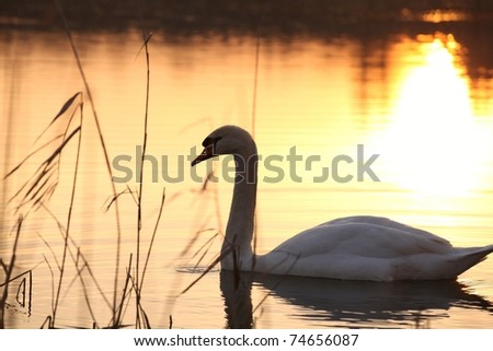 Lonely swan at dusk.