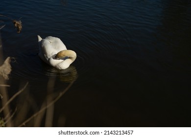 Lonely Swan On The Severn River
