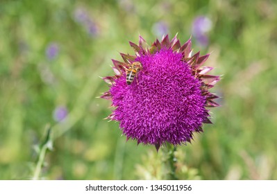 Milk Thistle Supplements For Weight Loss, Weight Loss
