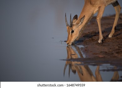 A lonely Thomson's gazelle drinking water from a lake during daytime - Powered by Shutterstock