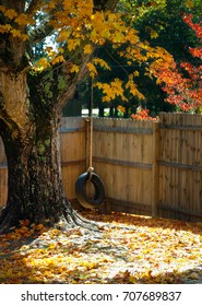 Lonely Tire Swing On A Fall Tree