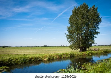 Lonely tree