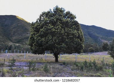 the lonely tree
