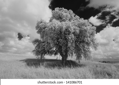 lonely tree