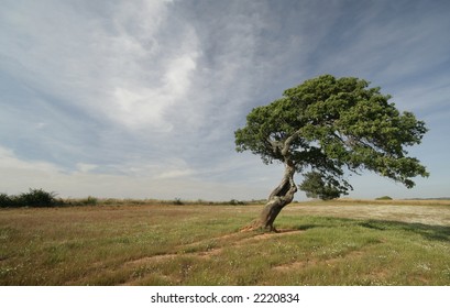 Lonely tree